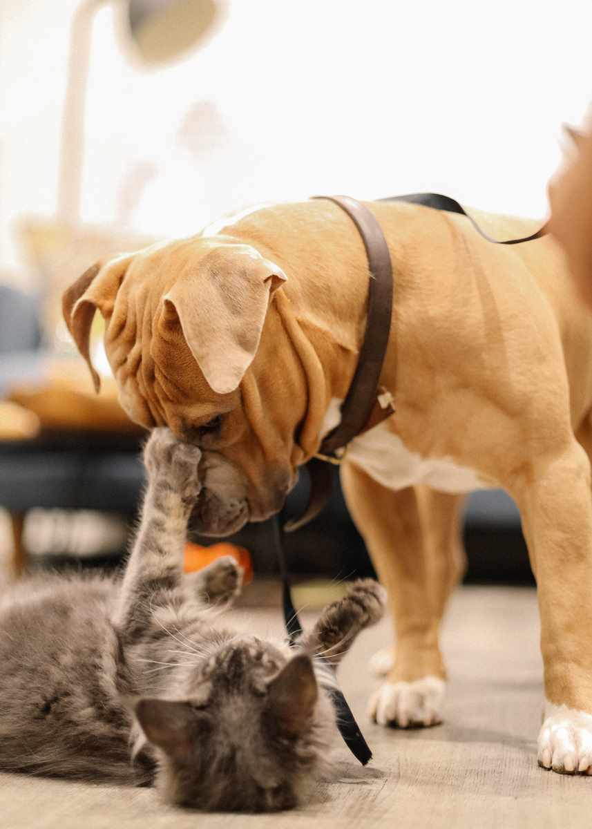 Dog and cat playing for pet obesity in Australia