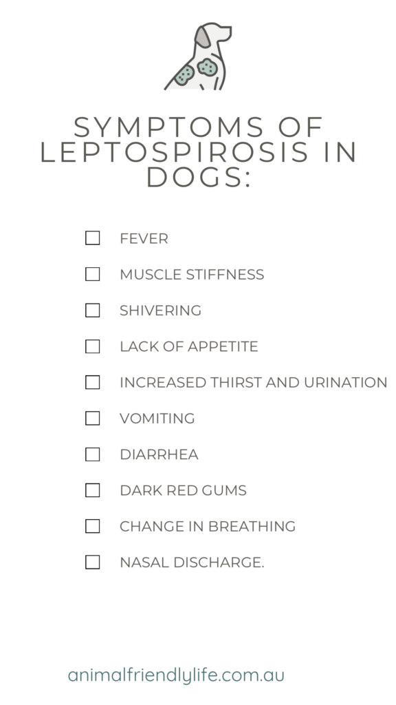 List of leptospirosis symptoms in dogs