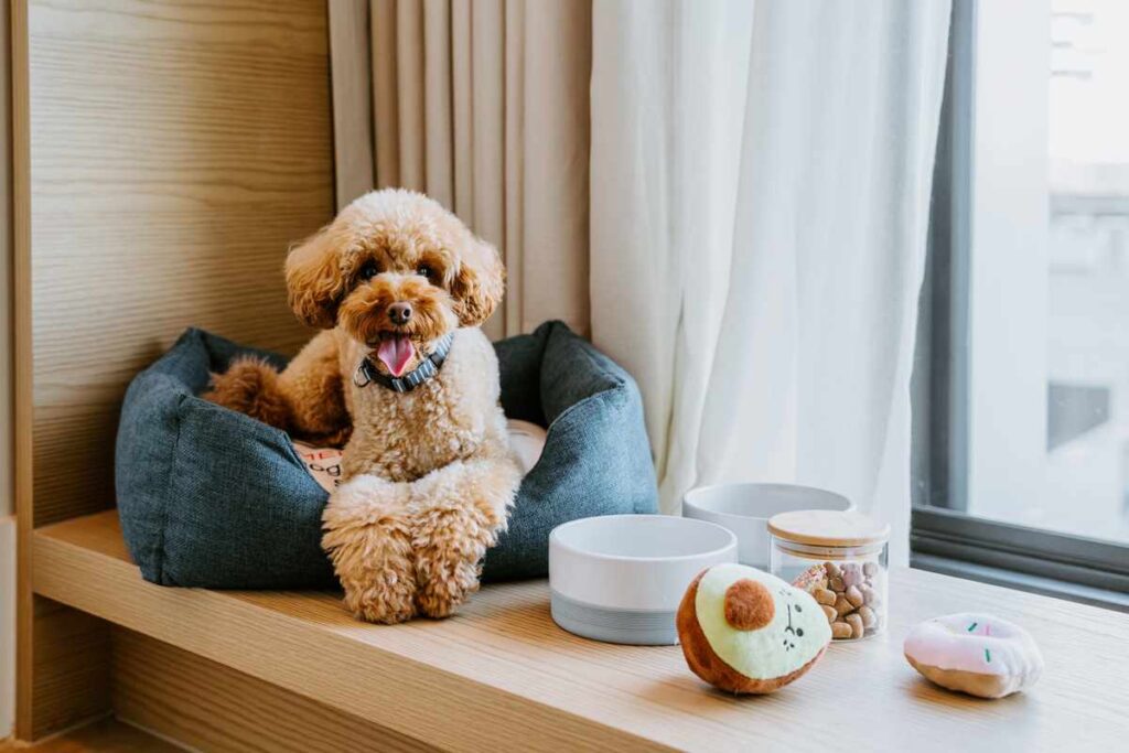 Poodle on dog bed at Hyatt Centric for promotion of Oscar & Friends pet-friendly holiday in Melbourne