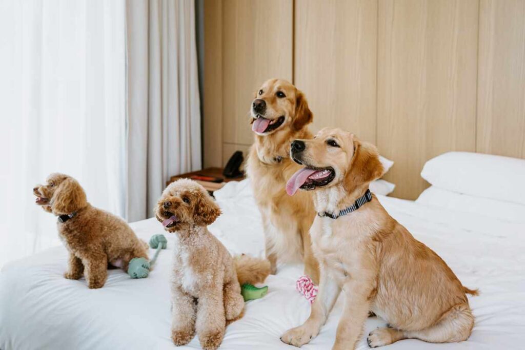 Four dogs staying at the Hyatt Centric in Melbourne