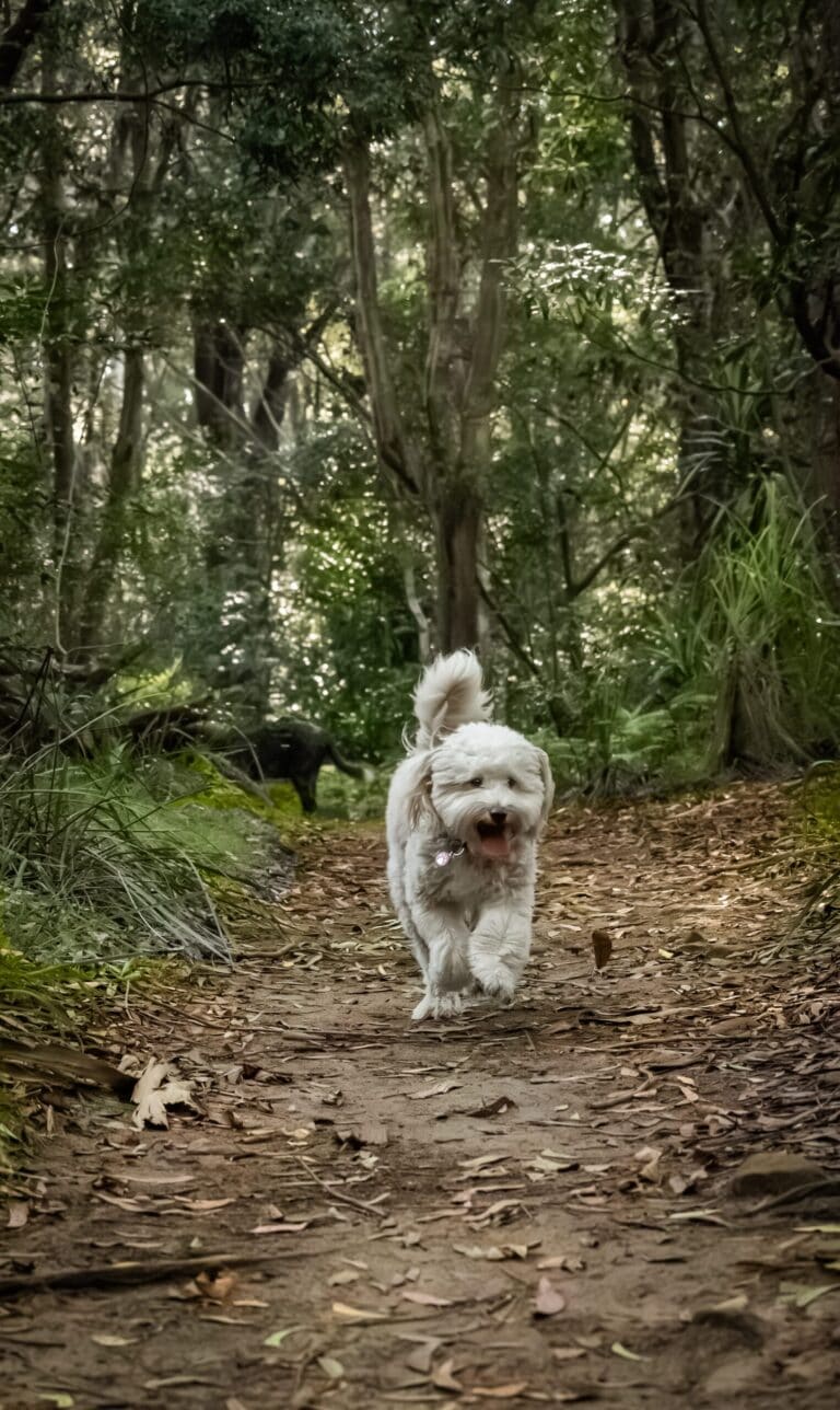 A small cream-coloured dog walking along a woodland path.