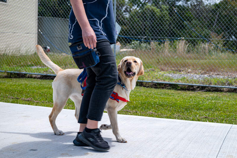 Assistance Dogs Australia dog training taking place 