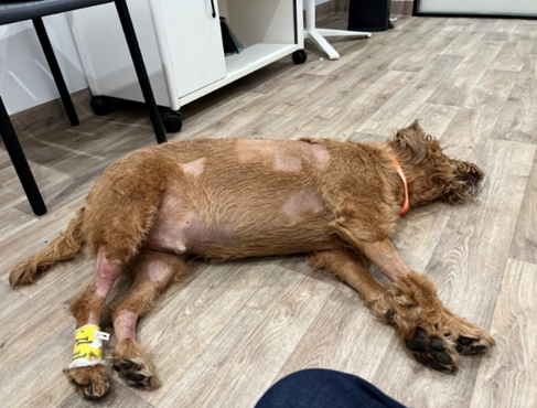 Injured dog Lenny at SASH North Ryde 