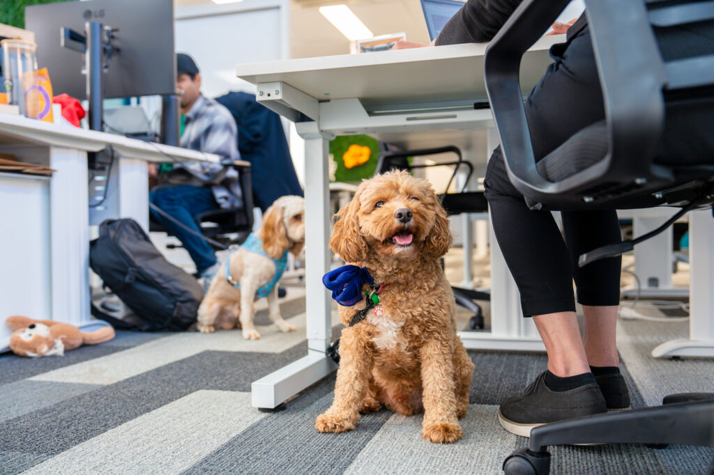 Dog sitting on floor next to owner at work for pet-friendly office and take your dog to work day