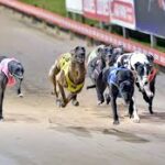 greyhounds racing in NSW