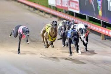 Greyhound-running-track