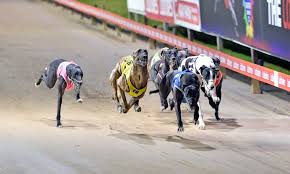 Greyhounds racing for greyhound racing NSW for Animal Friendly Life article on allegations of animal cruelty in greyhound racing