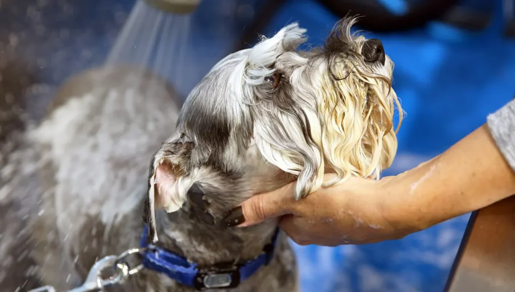 Dog being washed at a Petstock DIY dog wash to announce new collaboration that will see Petstock shoppers able to earn Everyday Rewards points