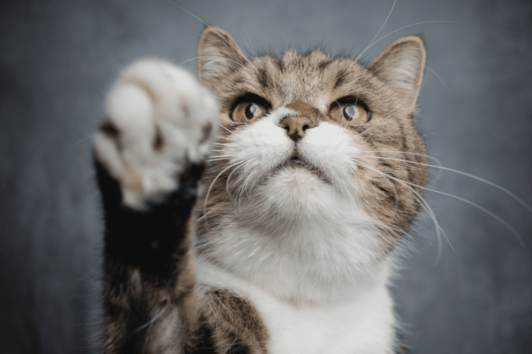 National Cat Health Month: How to keep your feline friend healthy