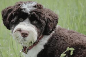 Portugese Water Dog for Animal Friendly Life's article on ten hypoallergenic dog breeds