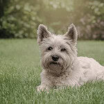 Cairn Terrier looking at camera while lying on grass for best dogs for allergies article