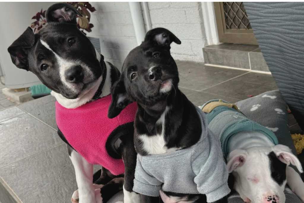 Three puppies looking at camera wearing jackets donated to animal shelters by Petstock Foundation