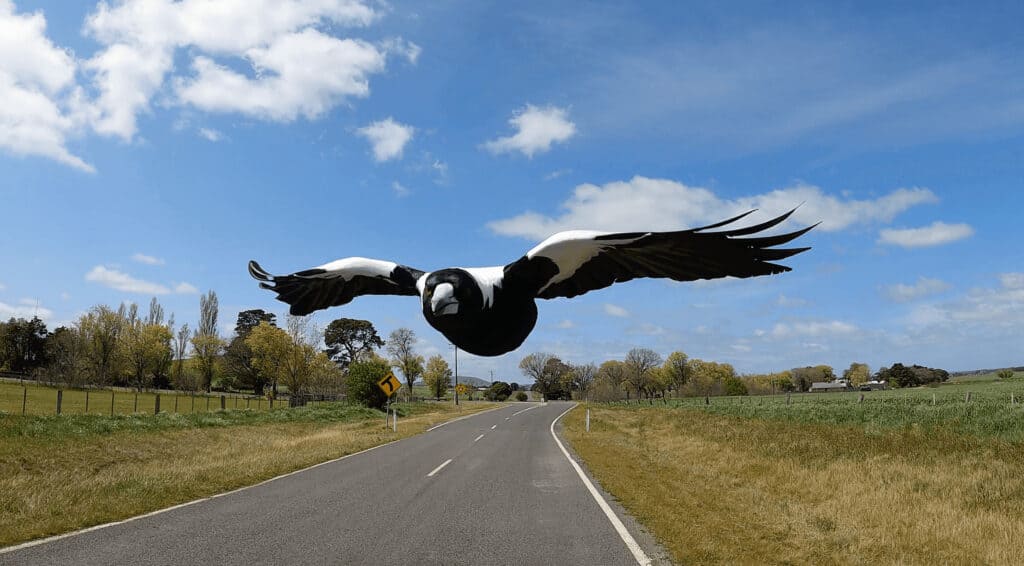 Bird flying over a rural road