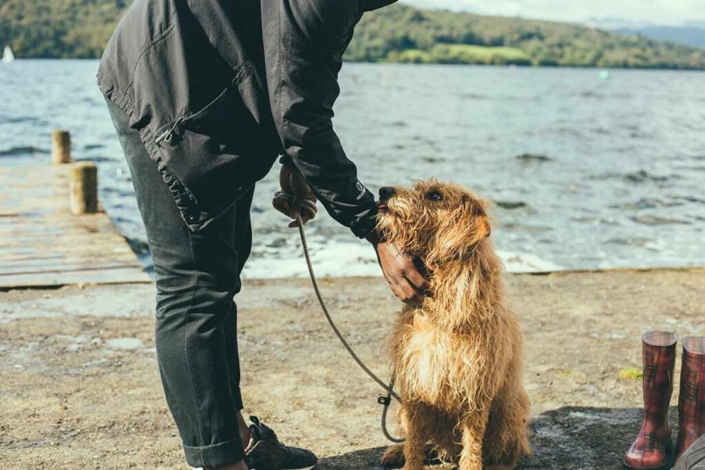 A man patting his dog on the chin for Animal Friendly Life's article on pets in family law