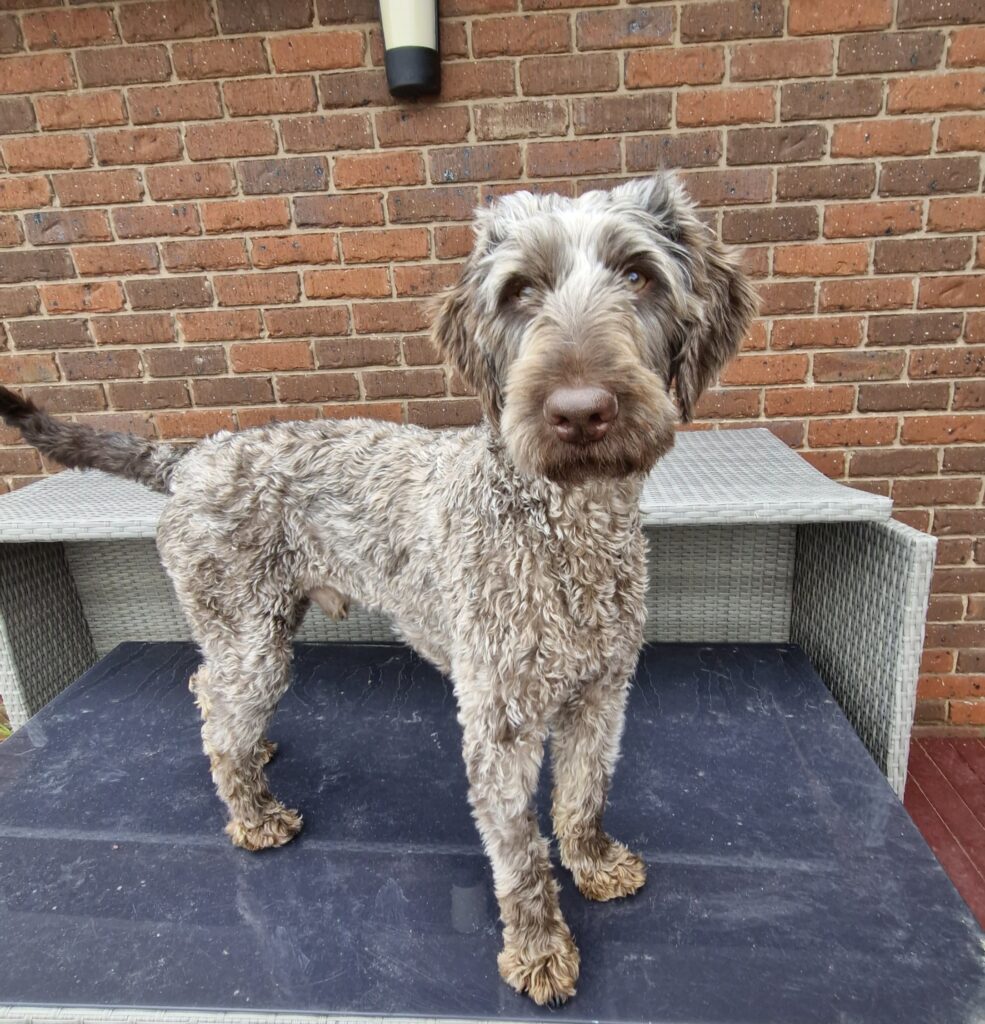 One of the rescued dogs from Tasmania 