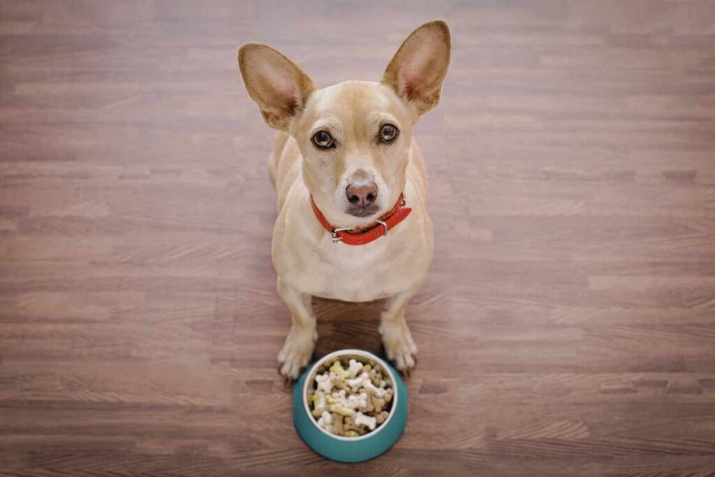 small dog looking up at camera with bowl in front of him 