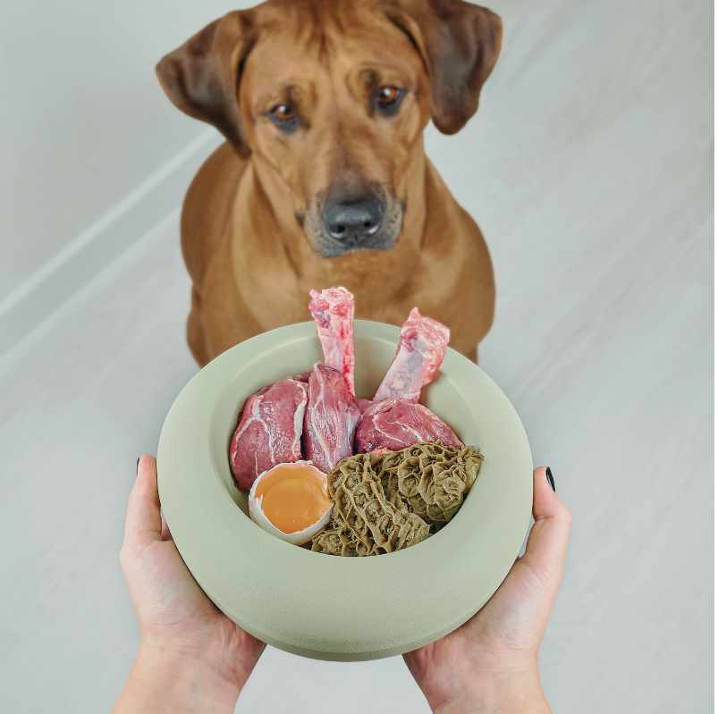 large brown dog sitting in front of owner holding bowl of healthy food for healthy dog food articles