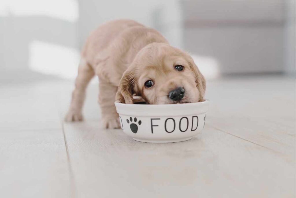 A puppy eating from a dog bowl with 'food' written across it for healthy dog diets