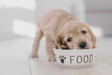 puppy eating from bowl