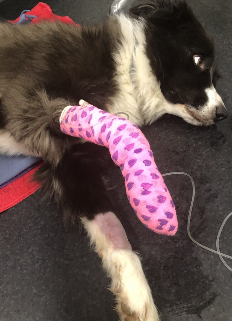 Banjo the Border Collie at the vet with IV drip for crystals for animals and holistic pet care