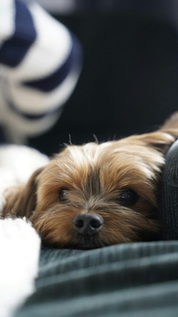 A small tan and black dog resting its chin on a sofa.