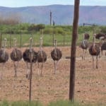 Ostrich's on a farm filmed by peta for cruelty-free fashion festival