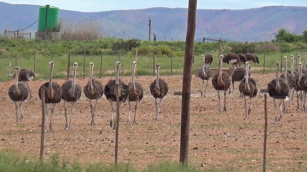 Ostrich's on a farm filmed by peta for cruelty-free fashion festival