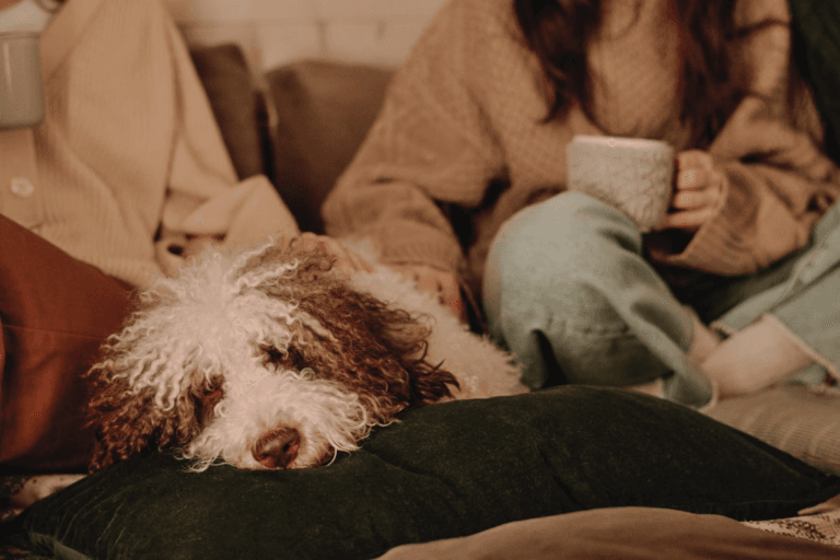 Pet safety during thunderstorms: how to calm your anxious dog