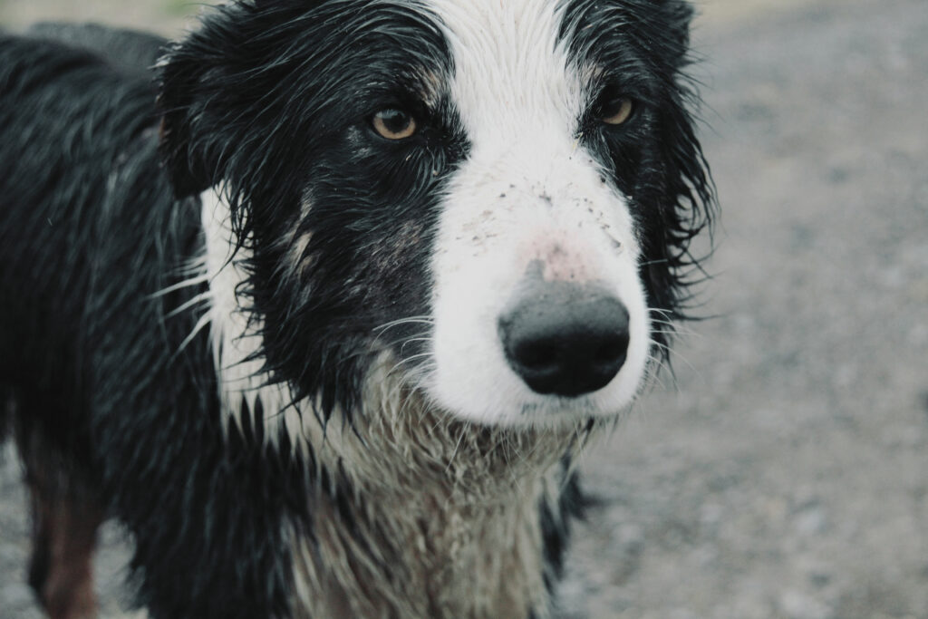 Animal safety tips for pet owners during emergencies