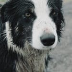 Animals and storms: how to help your anxious pet