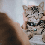 How to keep your cat healthy, and happy, in winter: 5 expert tips