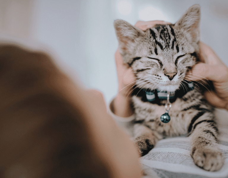 How to keep your cat healthy, and happy, in winter: 5 expert tips