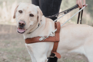 A Labrador guide dog on harness looking at camera for Guide Dogs let animal magazine
