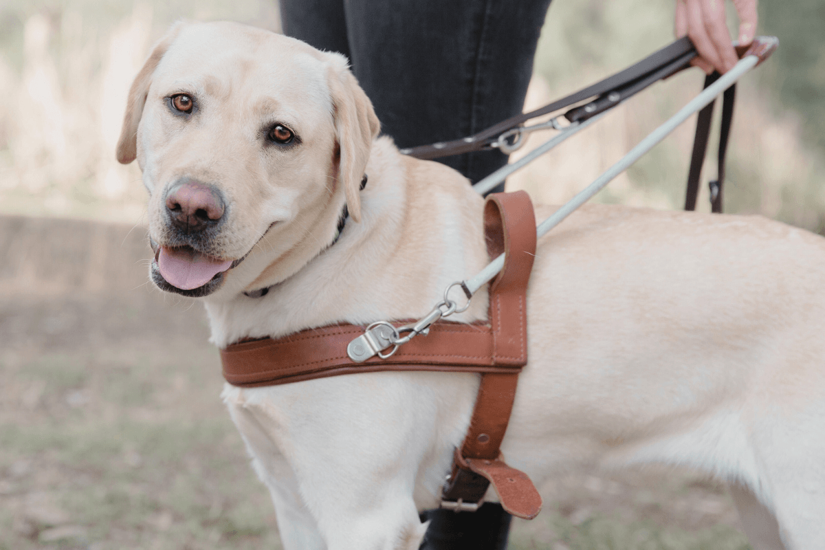 A Labrador guide dog on harness looking at camera for Guide Dogs let animal magazine 