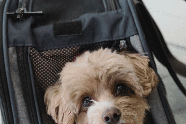 Virgin Pets in Cabin launch-1