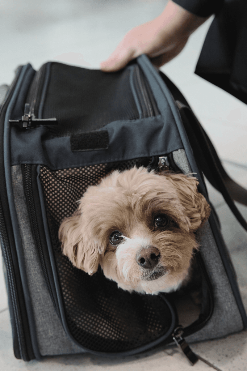 Virgin Pets in Cabin launch-1