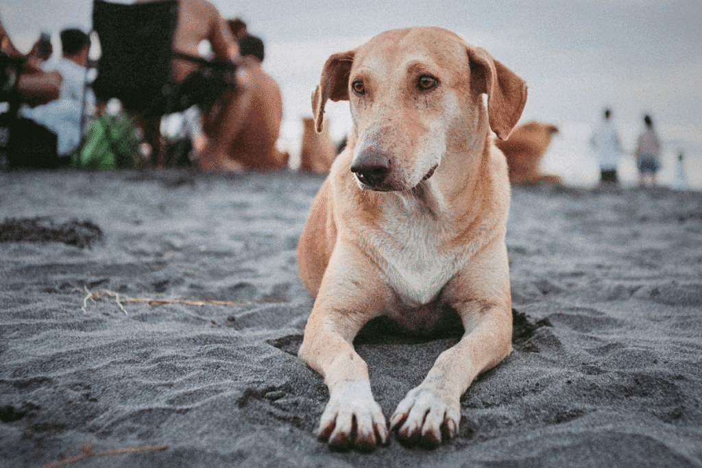 Close up photo of stray dog on beach for stray pet crisis