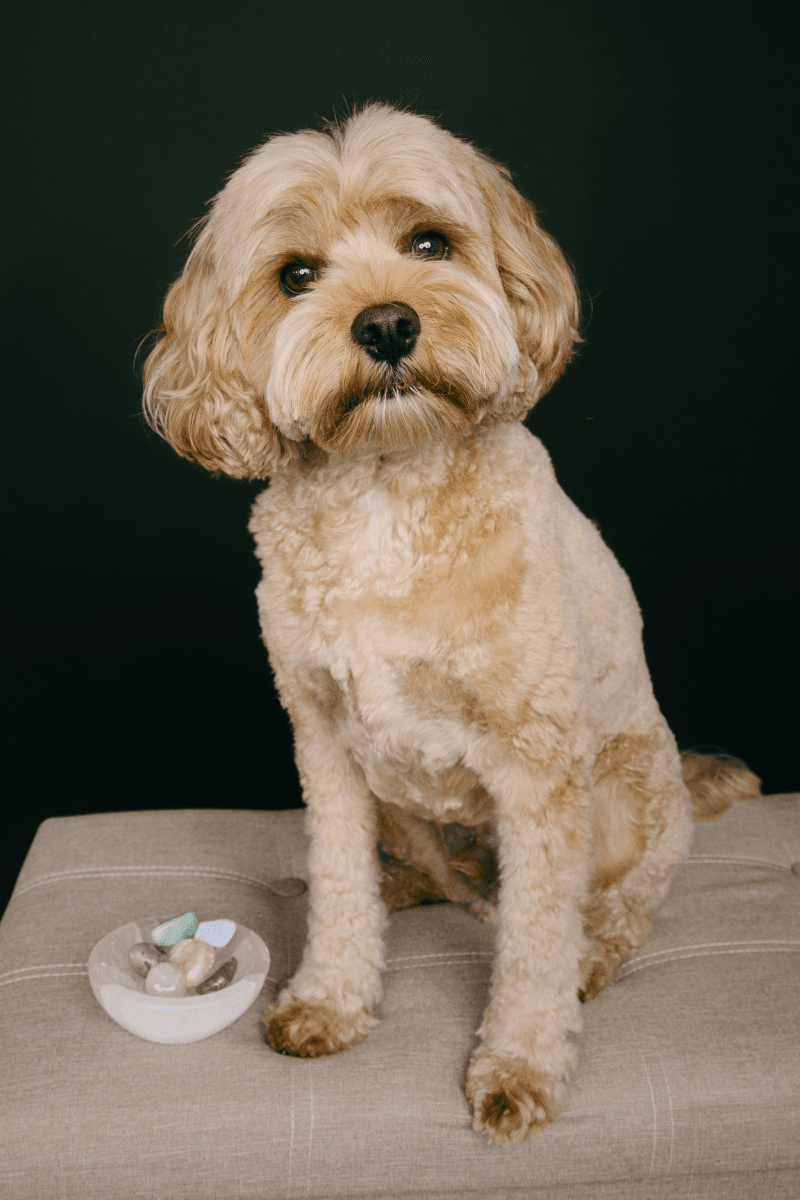 Cavoodle sitting next to a set of crystals for pet anxiety crystal set