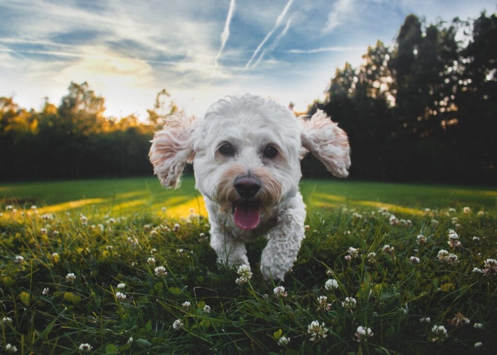 White curly-haired dog running across grass in a park.