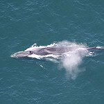 Aerial view of a fin whale surfacing and exhaling in the ocean for Iceland whaling ban announcement