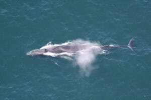 Aerial view of a fin whale surfacing and exhaling in the ocean for Iceland whaling ban announcement