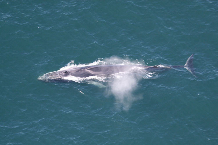 Aerial view of a fin whale surfacing and exhaling in the ocean for Iceland whaling ban announcement