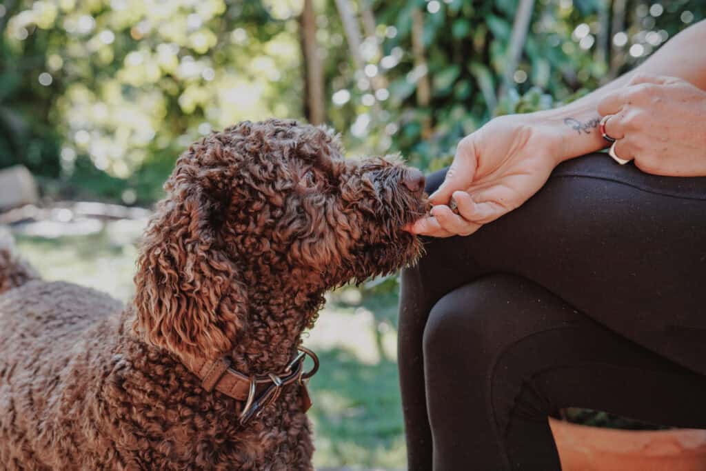 Brown curly-haired dog taking a treat from a person's hand.