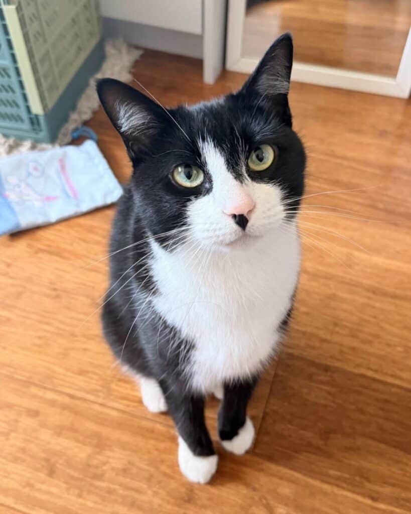 Spade the black and white cat from Sydney Dogs & Cats home Kurnell